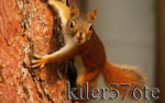 Аватар для kiler576te