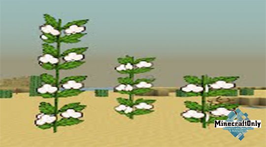 DESERT COTTON PLANT [1.5.2]