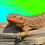 onewholibs avatar