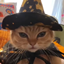 Datamancy avatar