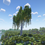 Big Birch Tree avatar