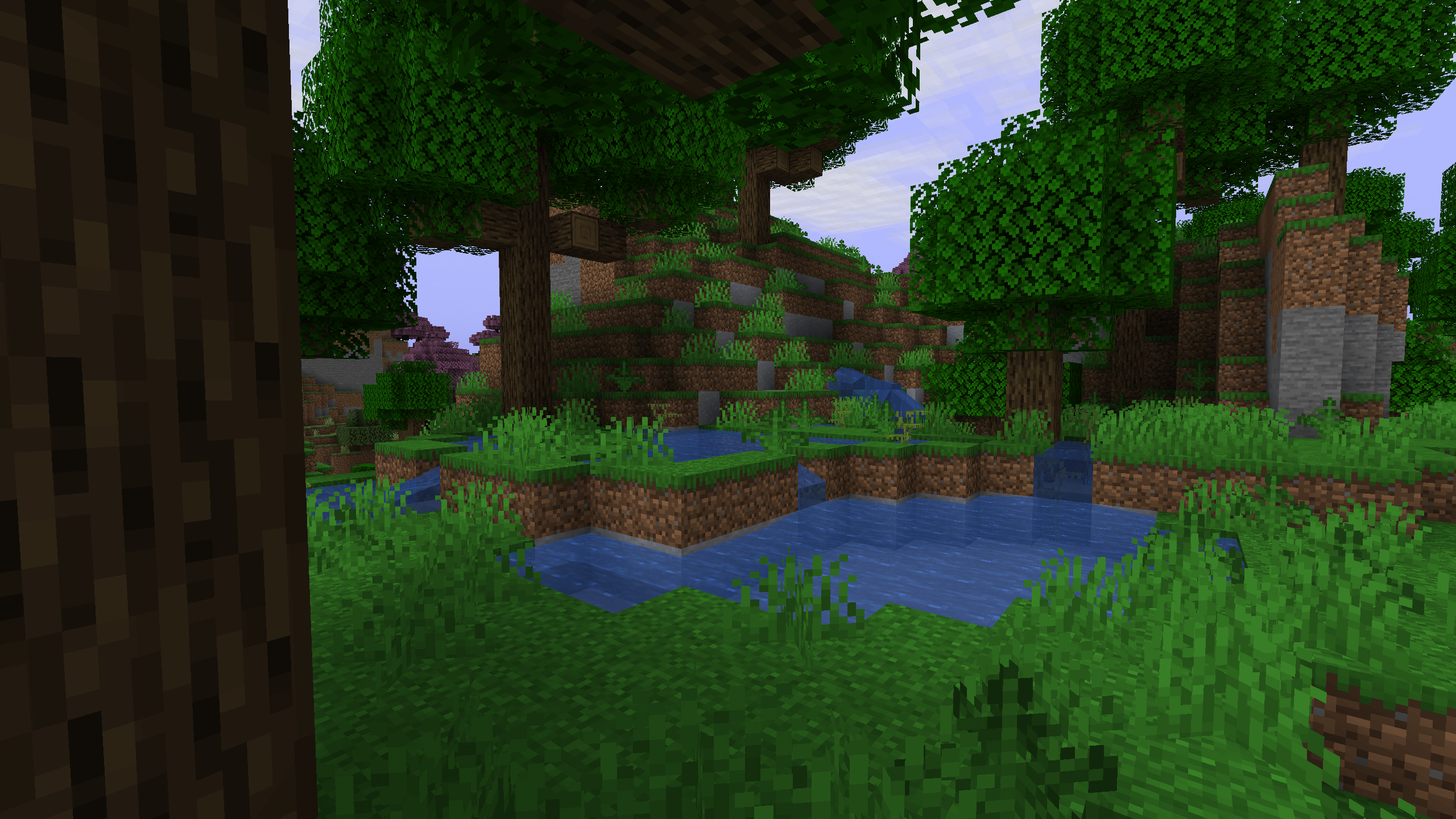 Дождевой лес Дождевой лес