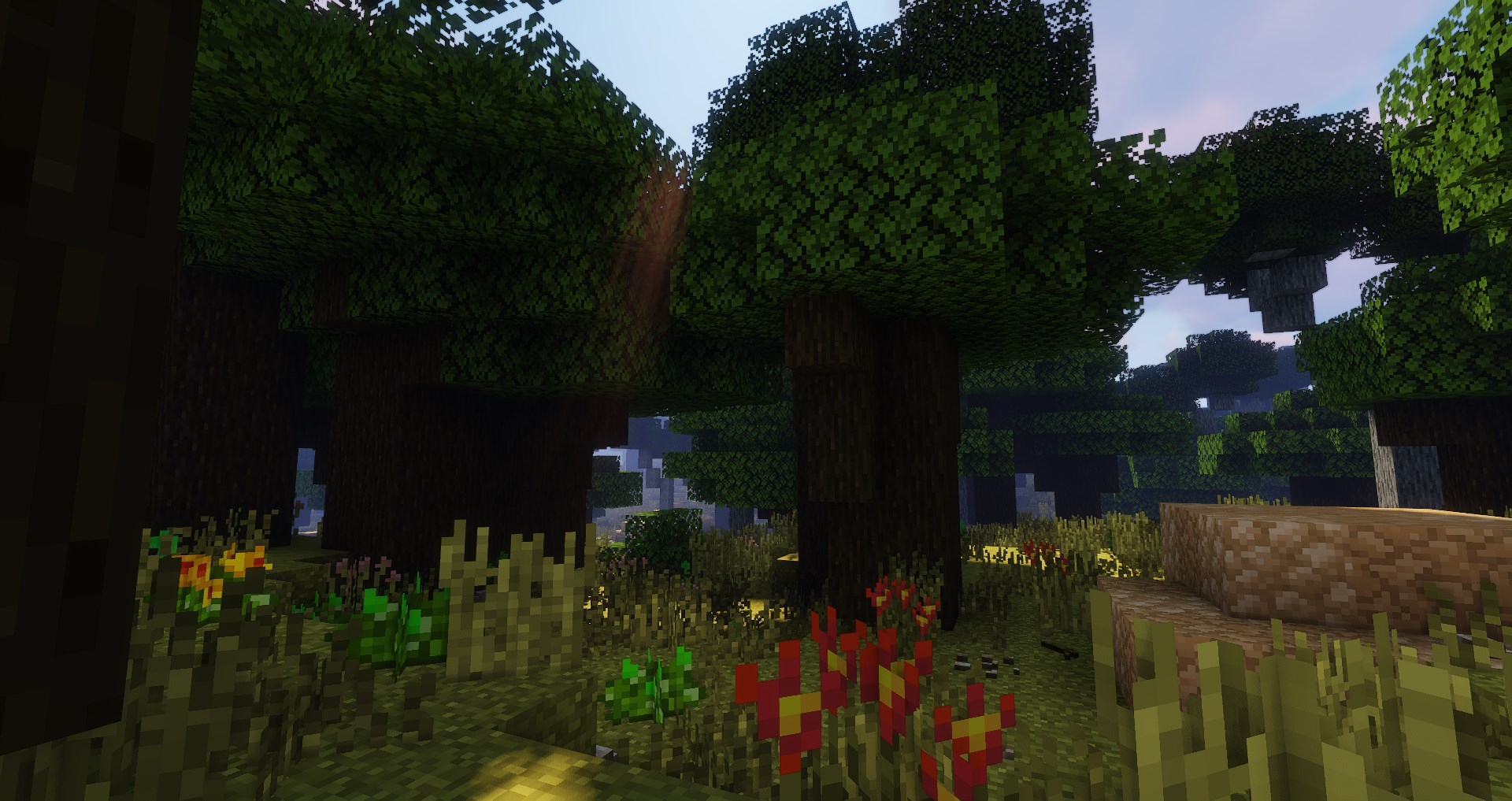 Редкий лес черного дуба Редкий лес черного дуба