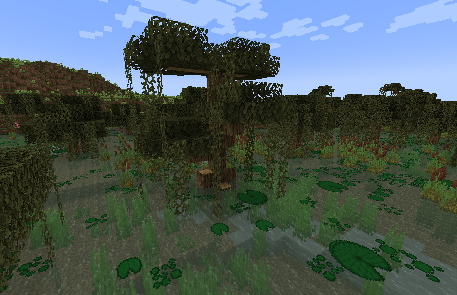 Болотный кипарис Болотный кипарис