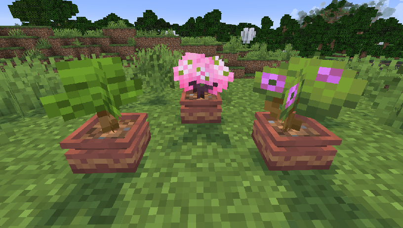 Бонсай в горшках Бонсай в горшках