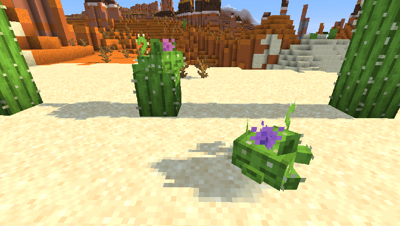 Лежащие Кактусы Лежащие Кактусы