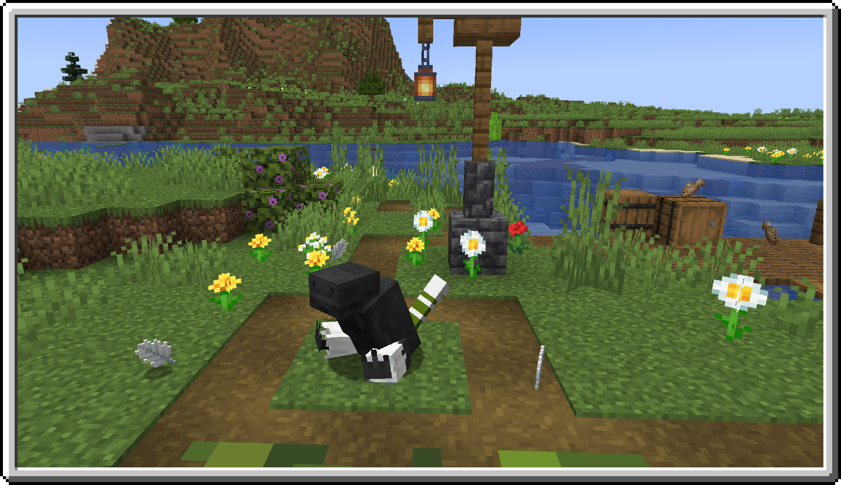 Остриженный чиллус Остриженный чиллус