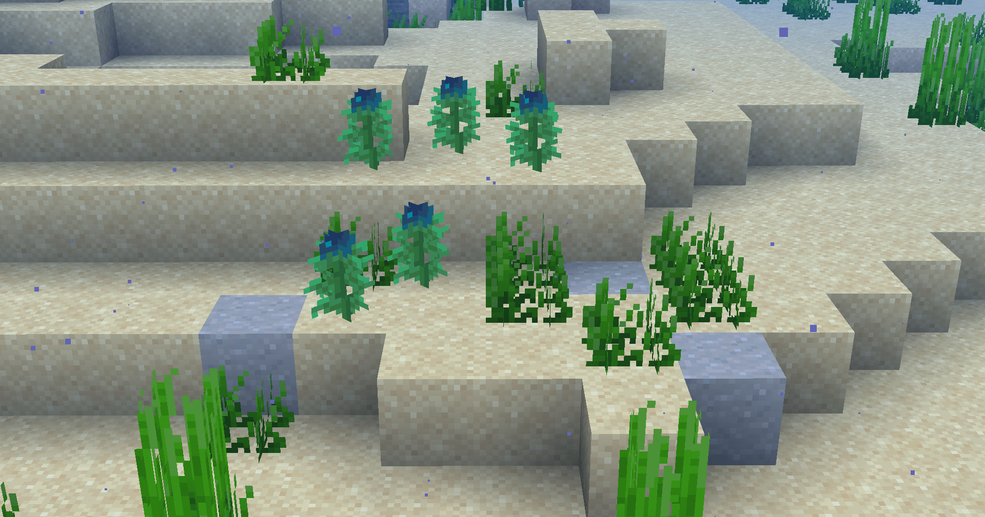 Вот ещё один участок дикого морского винограда! Вот ещё один участок дикого морского винограда!